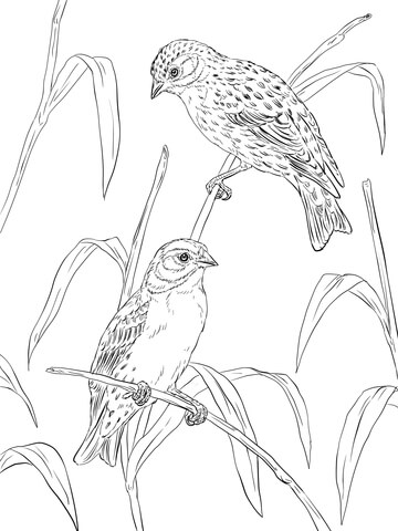 Atlantic Canaries Coloring Page